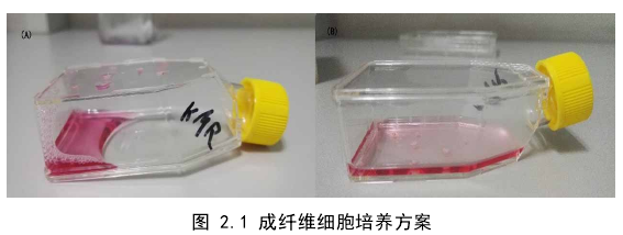 图 2.1 成纤维细胞培养方案