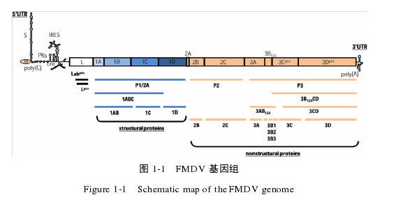 图 1-1   FMDV 基因组