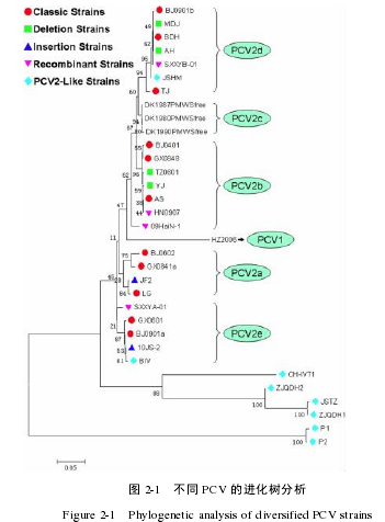 图 2-1   不同 PCV 的进化树分析