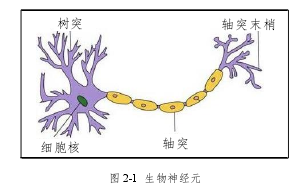 图 2-1  生物神经元