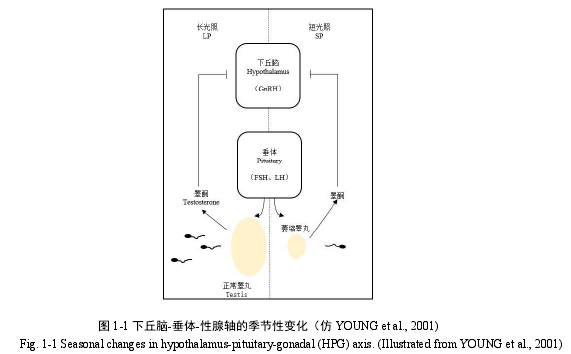 图 1-1 下丘脑-垂体-性腺轴的季节性变化（仿 YOUNG et al., 2001)