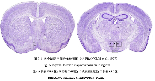 图 2-1  各个脑区空间分布位置图（仿 FRANKLIN et al., 1997）