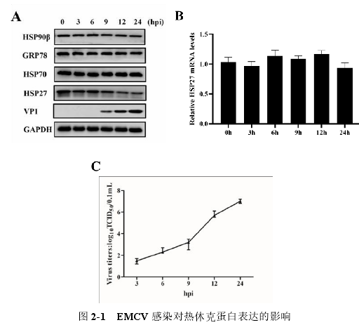 图 2-1 EMCV 感染对热休克蛋白表达的影响