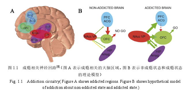 图 1.1   成瘾相关神经回路[8]（图 A 表示成瘾相关的大脑区域。图 B 表示非成瘾状态和成瘾状态的理论模型）