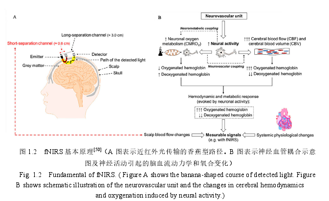 图 1.2   fN IRS 基本原理[50]（A 图表示近红外光传输的香蕉型路径。B 图表示神经血管耦合示意图及神经活动引起的脑血流动力学和氧合变化）