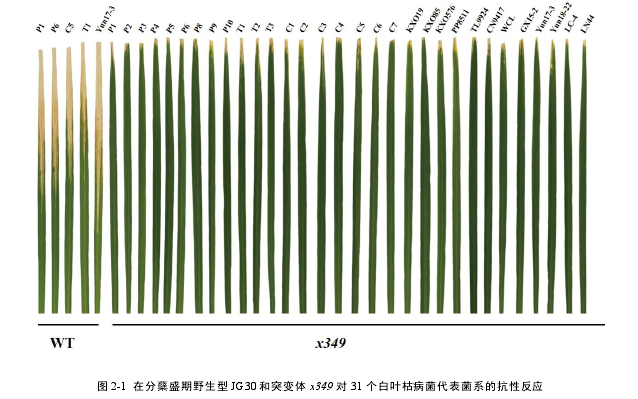 图 2-1 在分蘖盛期野生型 JG30 和突变体 x349 对 31 个白叶枯病菌代表菌系的抗性反应