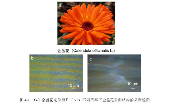 图 4-1  （a）金盏花光学照片（b-c）不同倍率下金盏花表面结构的显微镜图 