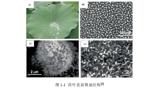 图 1-1  荷叶表面微观结构[2] 
