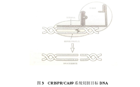 图 3 CRISPR/CAS9 系统切割目标 DNA