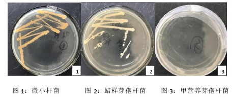 图 1：微小杆菌 图 2：蜡样芽孢杆菌 图 3：甲营养芽孢杆菌