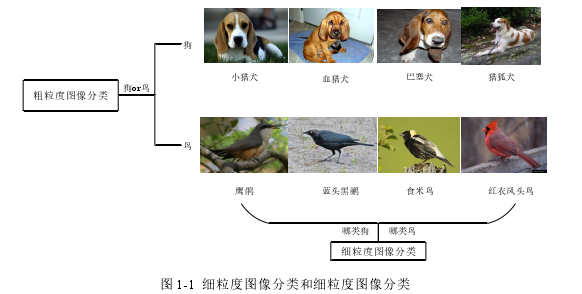 图 1-1  细粒度图像分类和细粒度图像分类 