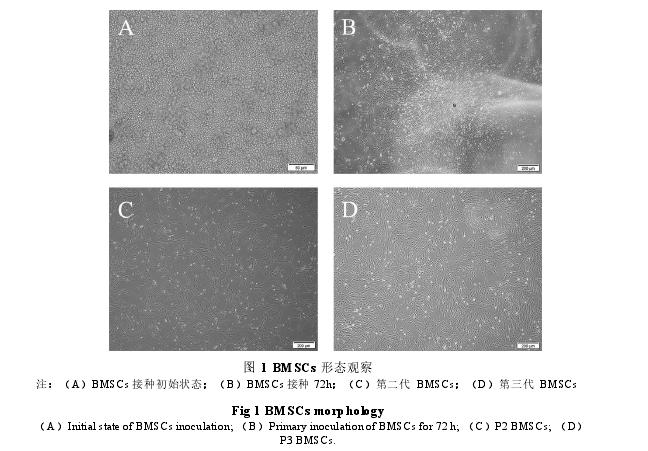 图 1 BMSCs 形态观察