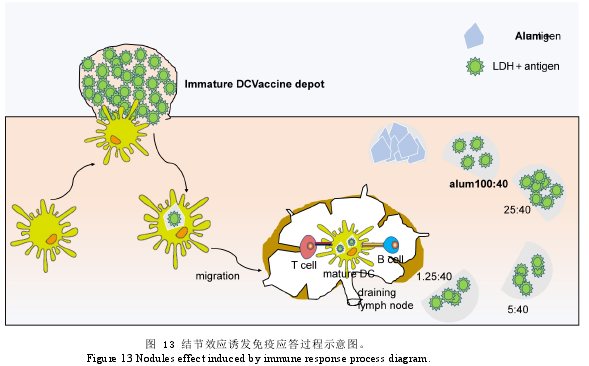 图 13 结节效应诱发免疫应答过程示意图。