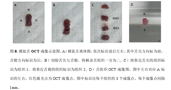 临床医学论文参考